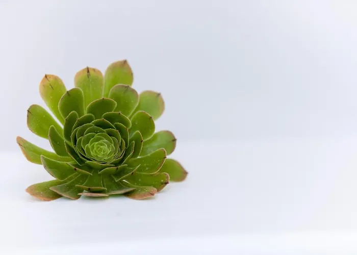 Hotel Maistros Village